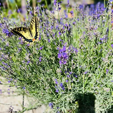 Luxury Authentic Private With Private Swimming Pool Villa